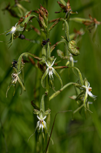 Habenaria schimperiana image