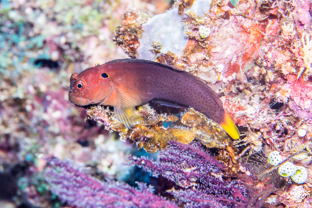 Yellowtail Blenny