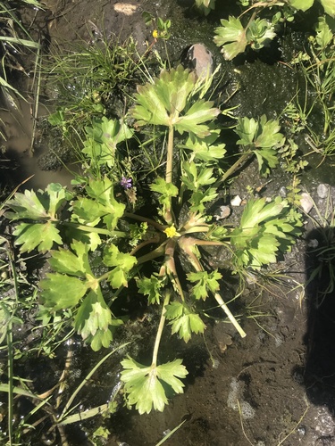 iNaturalist observation photo of Rough-fruited buttercup