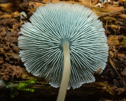 Clitocybula azurea