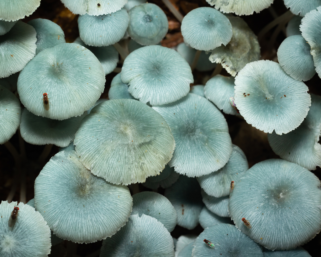 Clitocybula azurea · March 2023 · photo: © deniszabin (iNaturalist, cc-by)