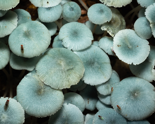 Clitocybula azurea