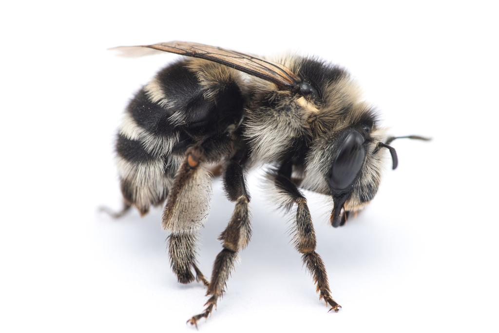 Anthophora atroalba