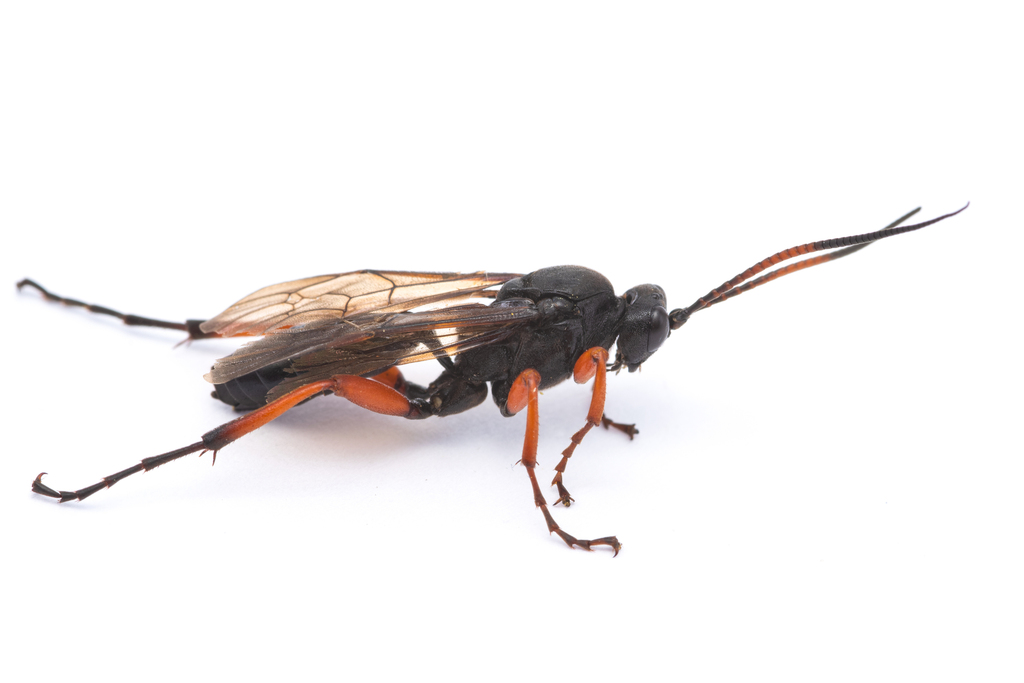 Ctenichneumon castigator