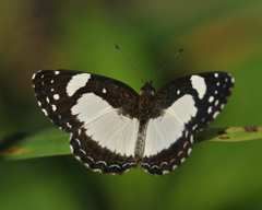 Janatella leucodesma