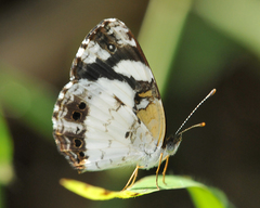 Janatella leucodesma