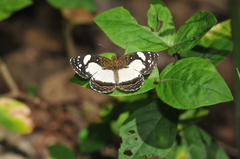 Janatella leucodesma