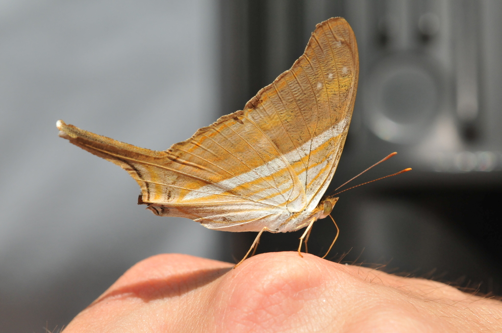 Many-banded Daggerwing