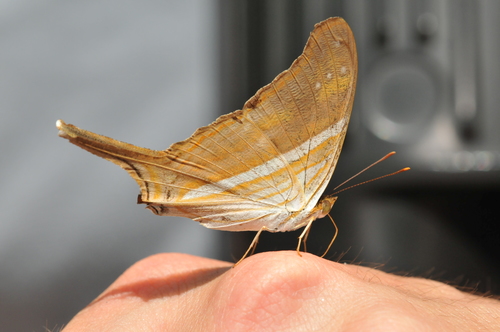 Many-banded Daggerwing