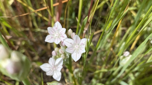 Glassy onion (Allium hyalinum)