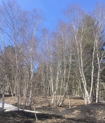(c) Nicholas Moray Williams, some rights reserved (CC BY) Betula pendula pendula