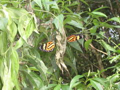 Placidina euryanassa