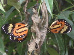 Placidina euryanassa