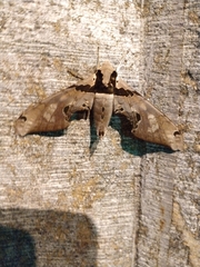 Adhemarius gannascus
