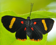 Melanis electron