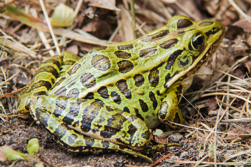 Southern Leopard Frog, photo 10 of 10