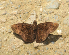 Pachyneuria