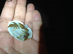 Cryptolithodes sitchensis