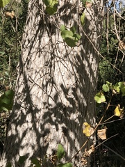 Populus fremontii fremontii