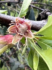 Prunus dulcis