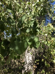Populus fremontii fremontii