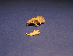 Clethrionomys glareolus