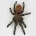 Bromelia Tarantula - Photo (c) Gustavo Sandres, some rights reserved (CC BY-NC), uploaded by Gustavo Sandres