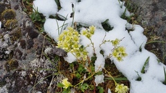 Saxifraga bronchialis funstonii