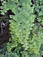 Adiantum capillus-veneris image