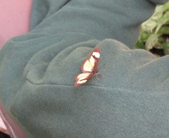 Acraea disjuncta
