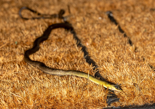Common Tree Snake sighting