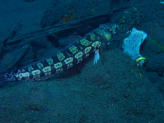 Parapercis tetracantha