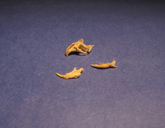 Microtus liechtensteini