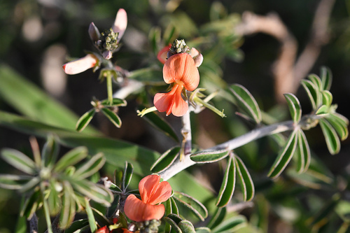 Indigofera sessilifolia