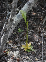 Pterostylis tasmanica