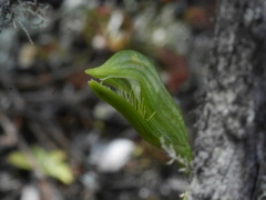 Pterostylis tasmanica