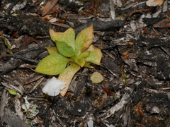 Pterostylis tasmanica