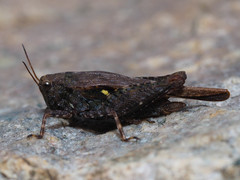 Tettigidea