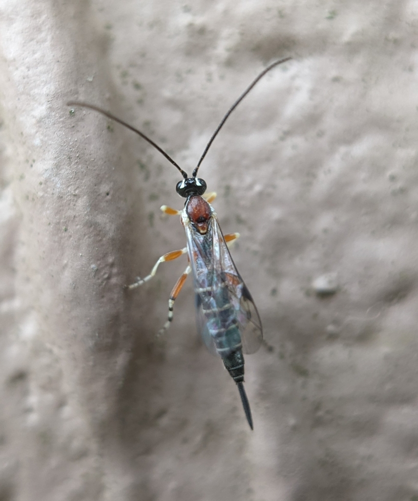Tromatobia zonata