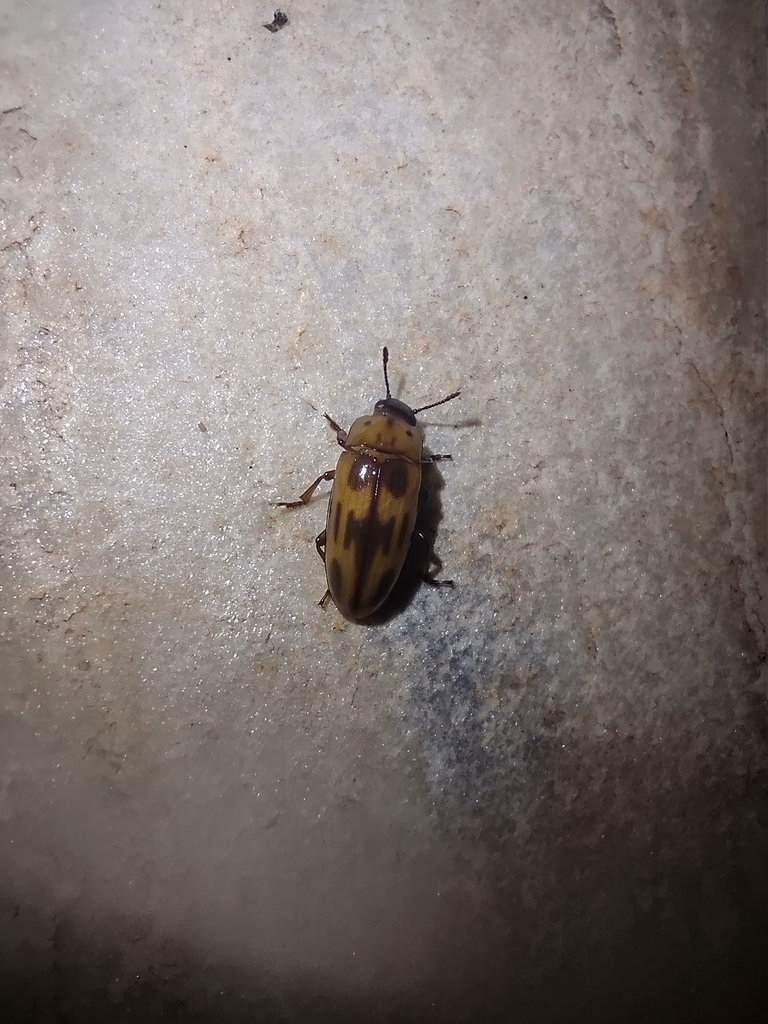 Pselaphacus procerus