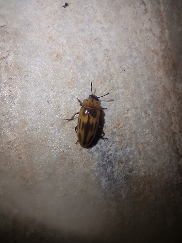 Pselaphacus procerus