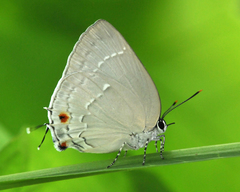Strephonota ambrax