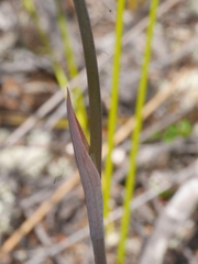 Thelymitra aemula