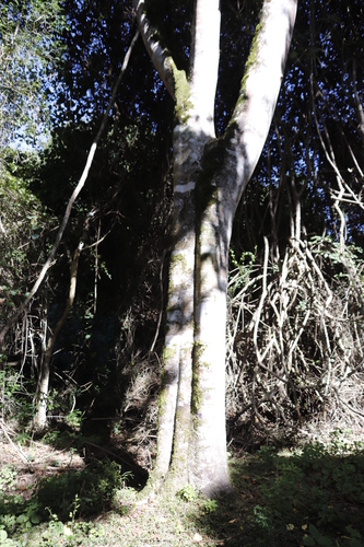 Image of Calodendrum capense by (c) Tony Rebelo, some rights reserved (CC BY-SA)