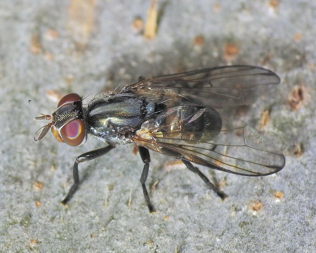 Scotinosoma