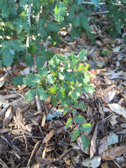 Berberis swaseyi