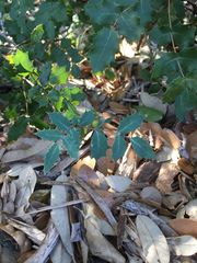 Berberis swaseyi