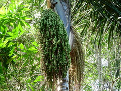 Oenocarpus distichus