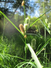 Carex acutiformis