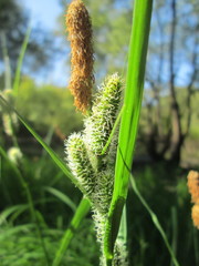 Carex acutiformis
